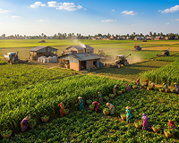 Agriculture and Food